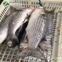 2019 New Stock IWP seafood fish frozen grey mullet wholesale 6/8 pcs